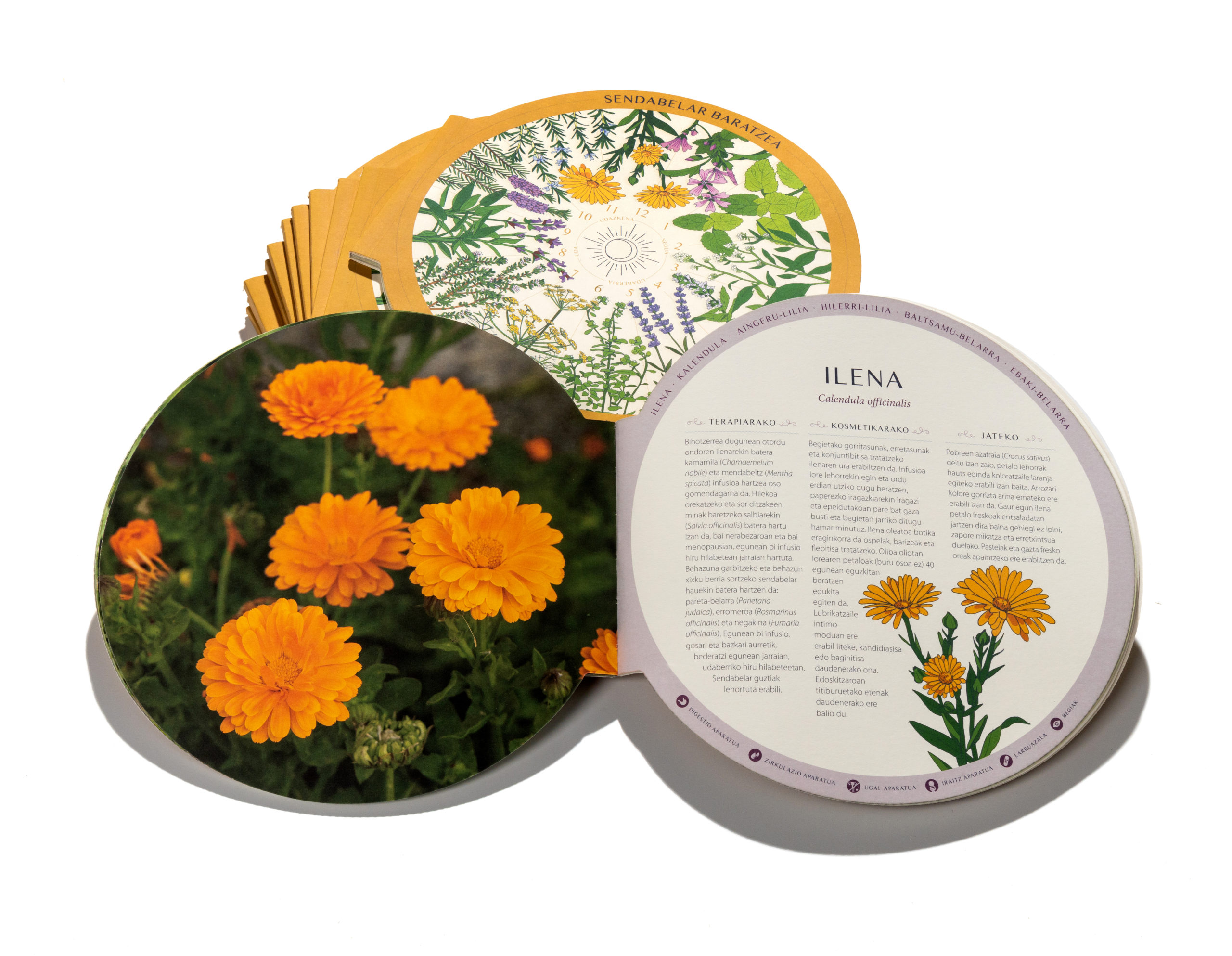 Sendabelar baratzea - Irudia 3